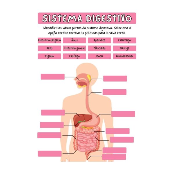 Super Sabidolas - Corpo Humano: Sistema Digestivo - Image 2