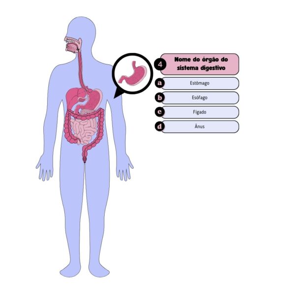 Super Sabidolas - Corpo Humano: Sistema Digestivo - Image 3