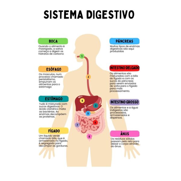 Super Sabidolas - Corpo Humano: Sistema Digestivo - Image 6